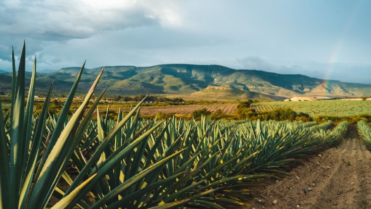 Oaxaca_Pueblos_y_Mezcales_5_Dias_2025